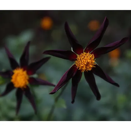 Chateau D'harcelaines Vakantiehuis *