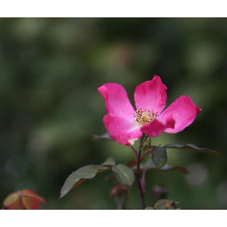 Chateau D'harcelaines Holiday home *