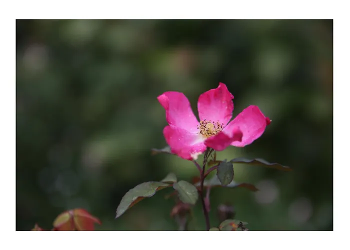 Chateau D'harcelaines Holiday home *