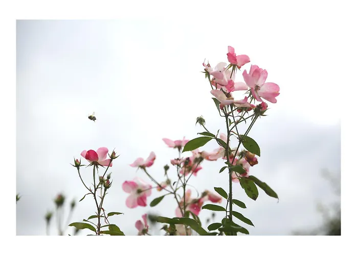 Chateau D'harcelaines Maisnieres